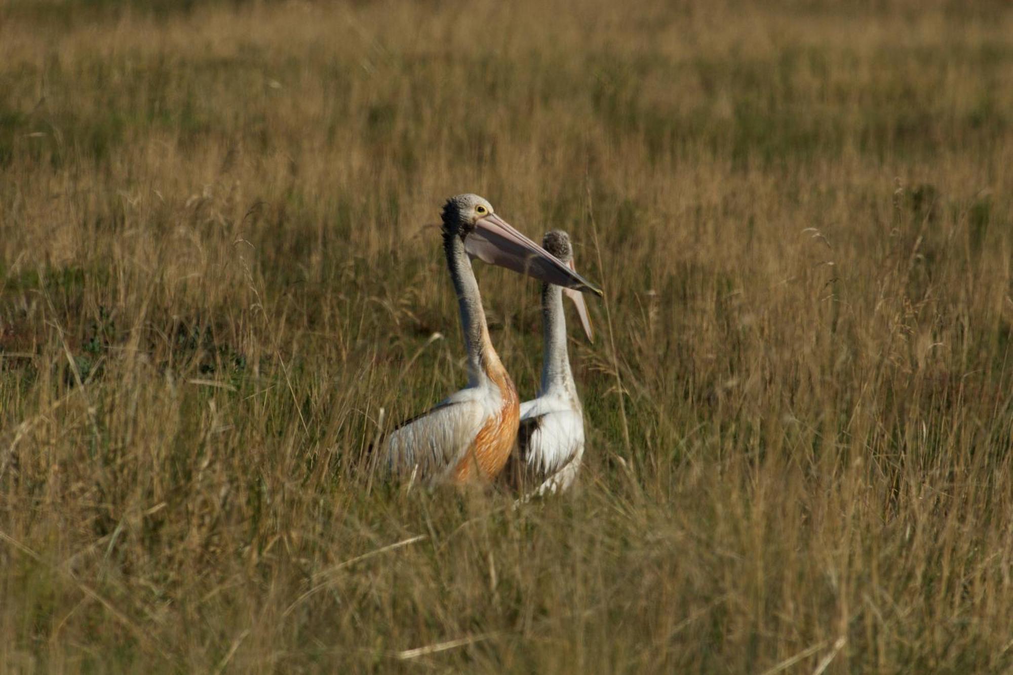 Pelican Point Sanctuary St Helens Exteriér fotografie