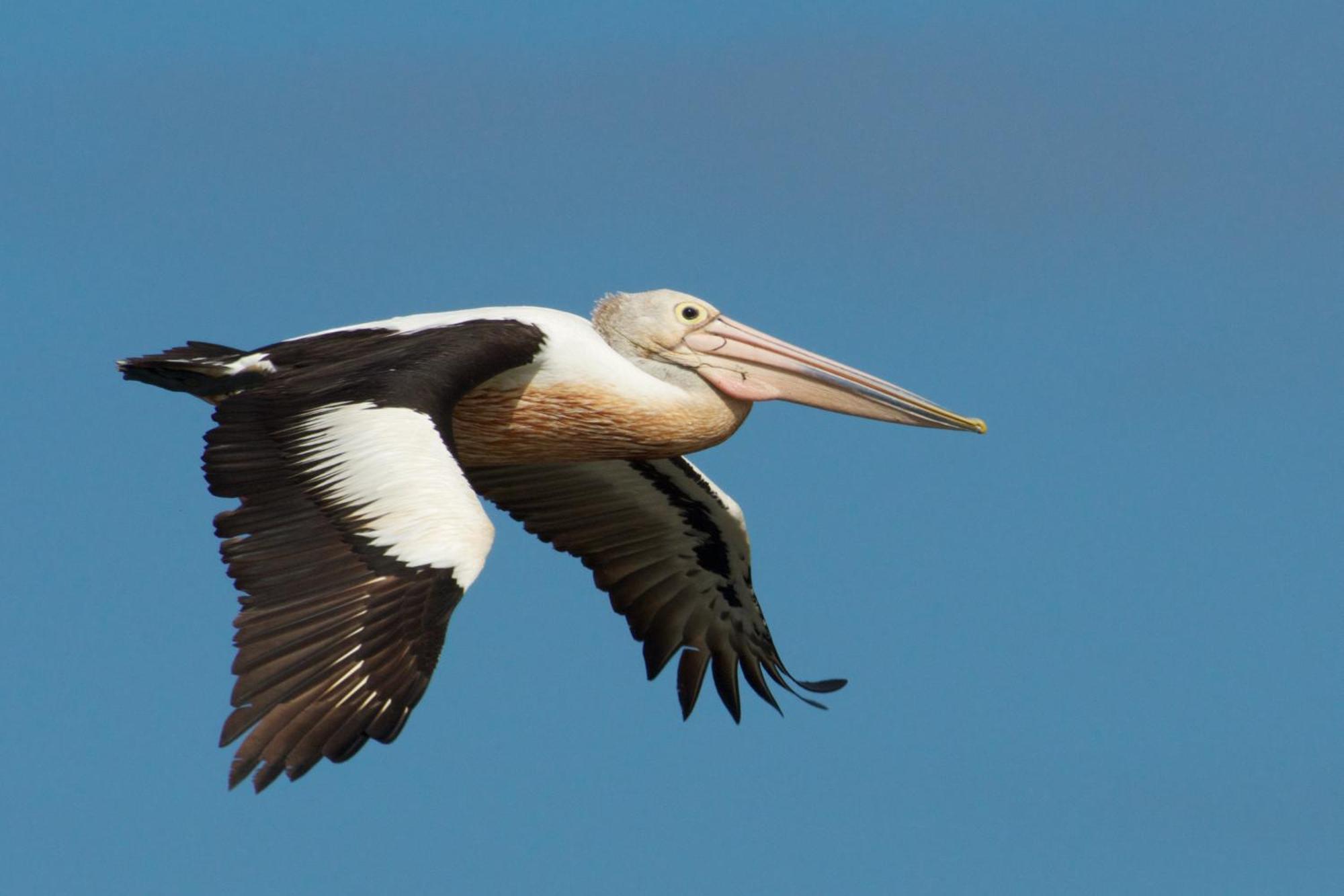 Pelican Point Sanctuary St Helens Exteriér fotografie