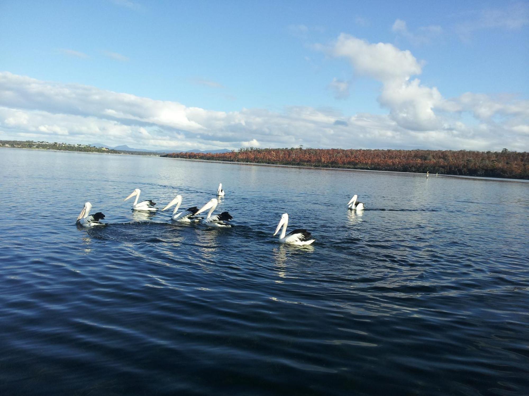Pelican Point Sanctuary St Helens Exteriér fotografie