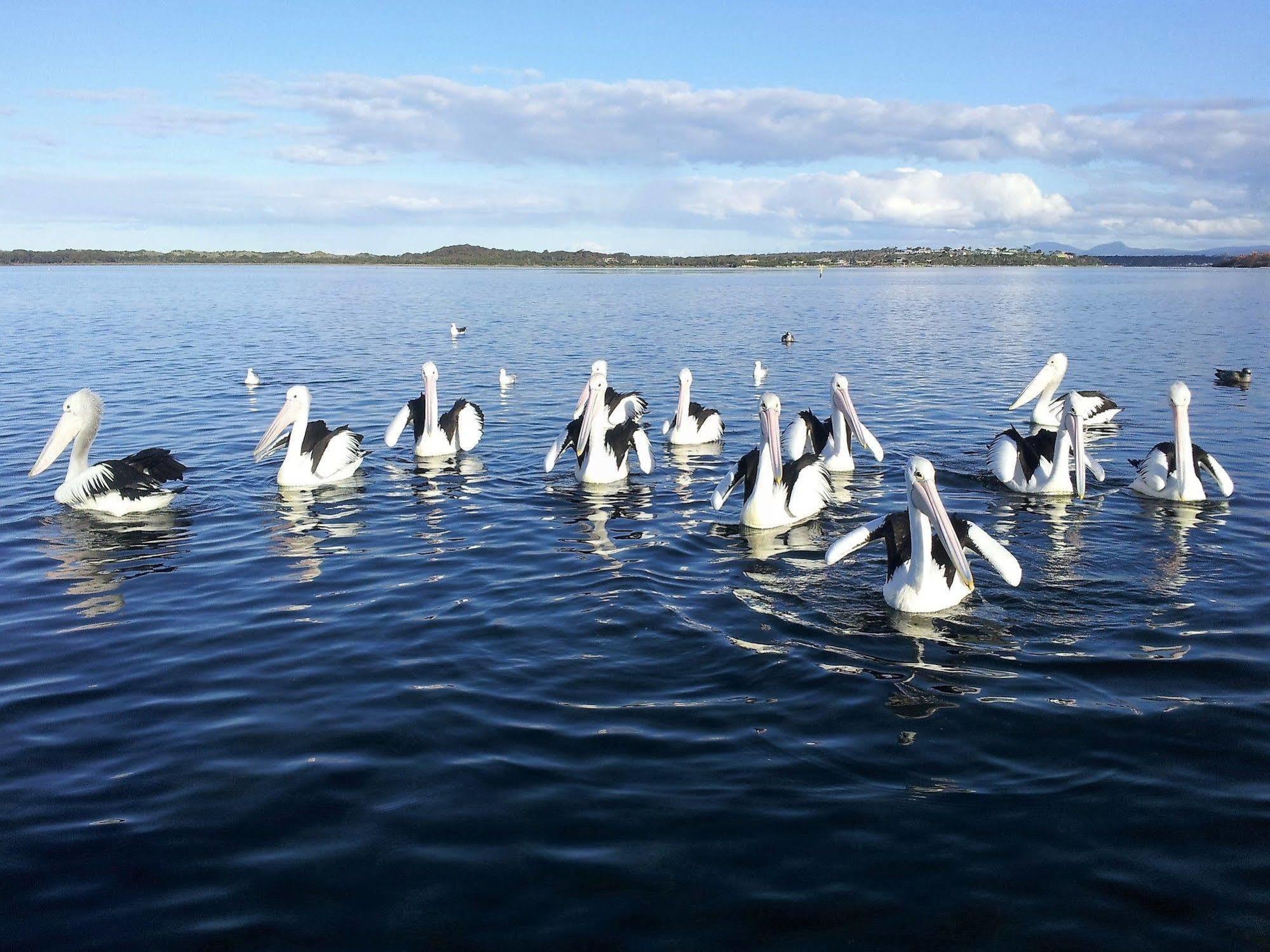 Pelican Point Sanctuary St Helens Exteriér fotografie